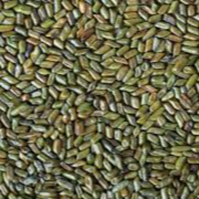 resources of Cassia tora seeds exporters