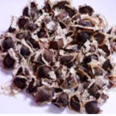resources of Moringa seeds exporters