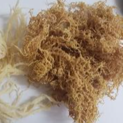resources of Dried Seaweed - Euchema Cottonii exporters