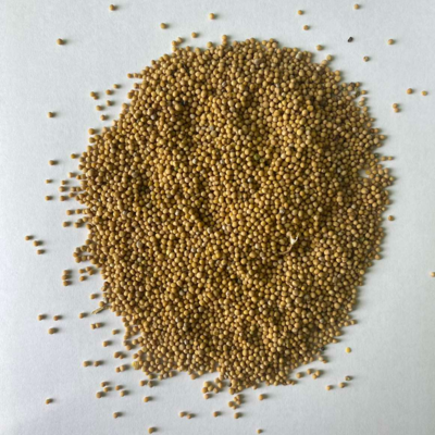resources of White Mustard exporters