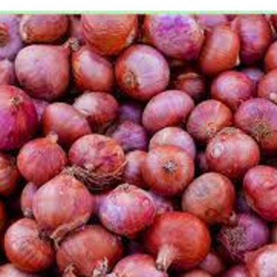 resources of onions exporters