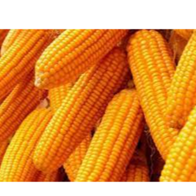 resources of Yellow maize exporters