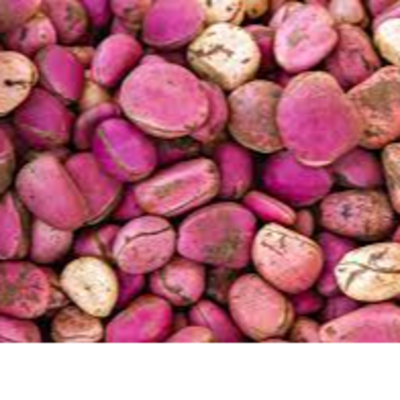 resources of Kola Nut exporters