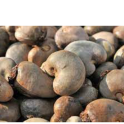 resources of Raw cashew nuts. exporters