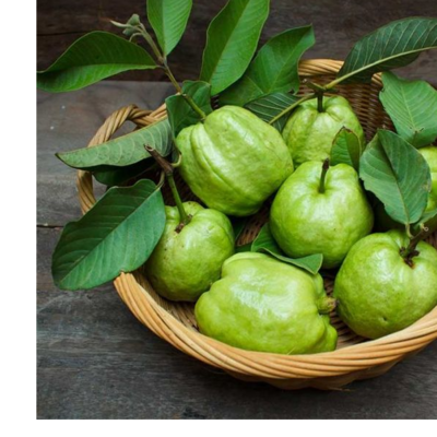 resources of guava exporters