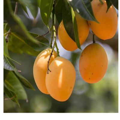 resources of mango exporters