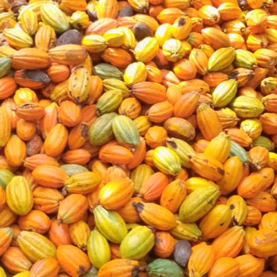resources of Cacao Beans exporters
