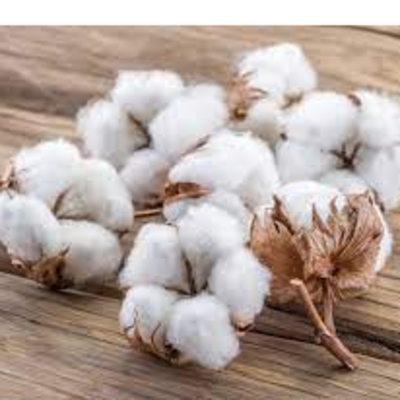 cotton Exporters, Wholesaler & Manufacturer | Globaltradeplaza.com