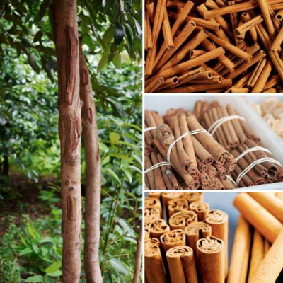 resources of True Cinnamon from Indonesia: Herbs and Spices exporters