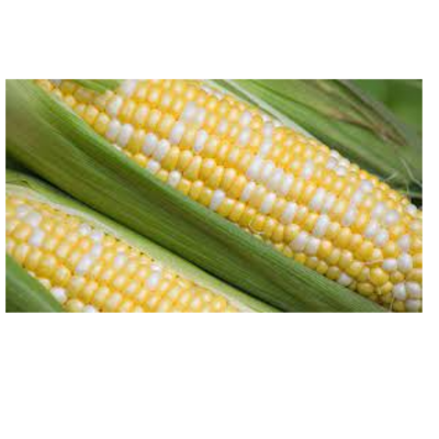 resources of White Maize and Yellow Maize exporters