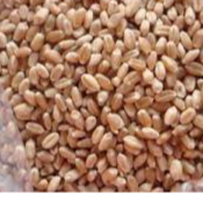 Milling Wheat (Divisions 1, 2, and 3) Exporters, Wholesaler & Manufacturer | Globaltradeplaza.com