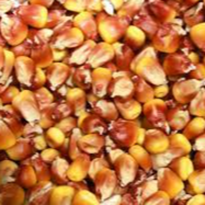 Feed Maize Exporters, Wholesaler & Manufacturer | Globaltradeplaza.com