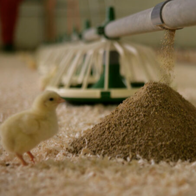 resources of Buy Broiler Chicken Feed Wholesale from MWC FEEDS exporters