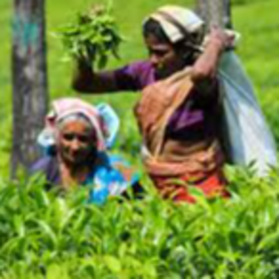 resources of Tea leaves - Hand Picked exporters