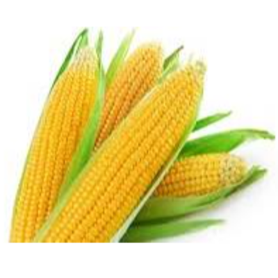 resources of Corn exporters