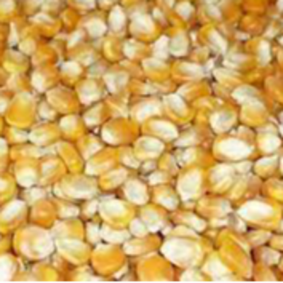 resources of Corn Seeds exporters