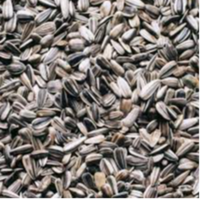 resources of Sunflower Seeds exporters