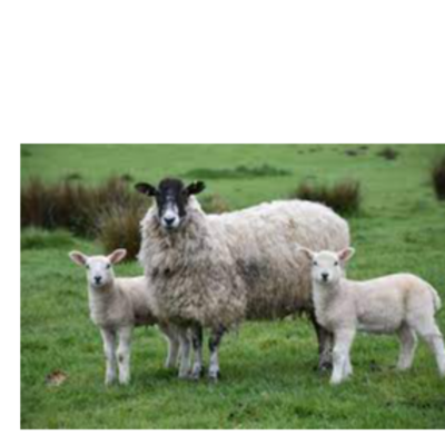 resources of Lamb exporters