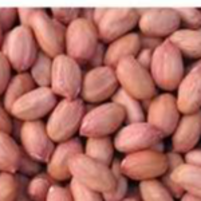 resources of Groundnut exporters