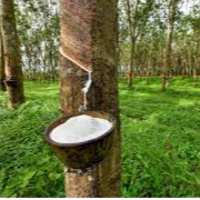 resources of Rubber exporters