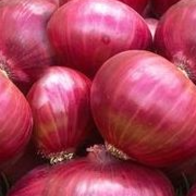 resources of Onion exporters