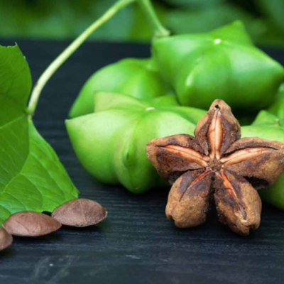 resources of Spices & Herbs Products: Sacha Inchi (Plukenetia volubilis) exporters