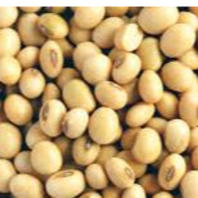 resources of Soya Beans exporters