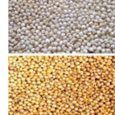 resources of Sorghum (White & Yellow) exporters
