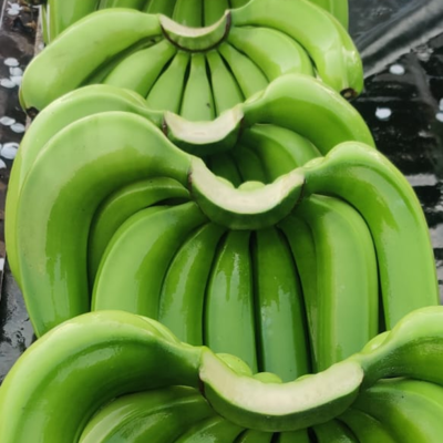 resources of cavandish banana exporters