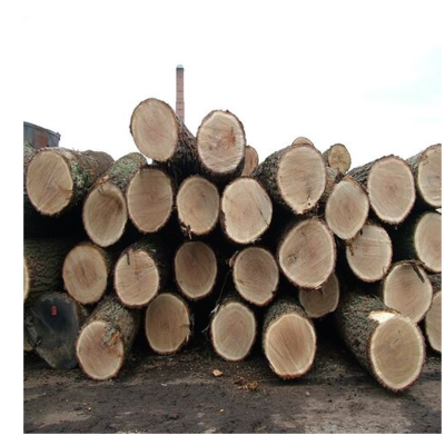 resources of AFRICA TALI WOOD LOGS exporters