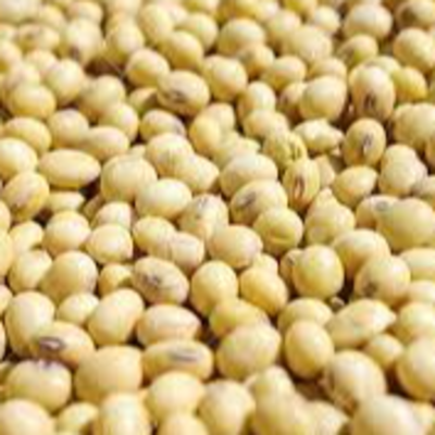 resources of Soya bean exporters