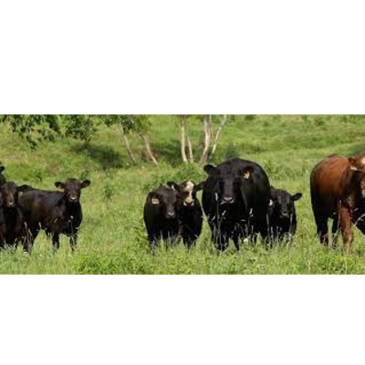 resources of LIVESTOCK ( BULLS , HEIFERS,  COWS ,CALVES ) OF ANY  BREED exporters