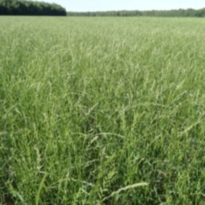 resources of Annual Ryegrass seeds exporters