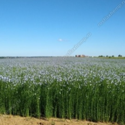 resources of Flax seeds exporters