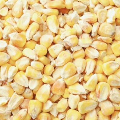 resources of YELLOW MAIZE exporters
