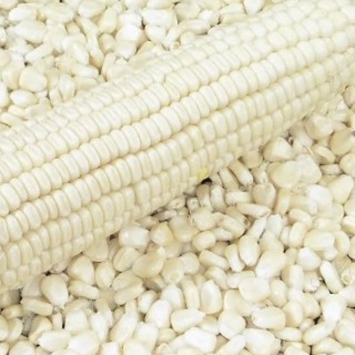 resources of DRIED WHITE MAIZE exporters