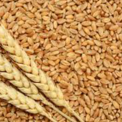 resources of Wheat (fresh) exporters