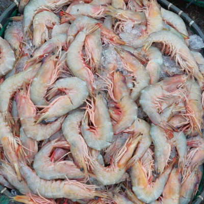 resources of shrimp exporters