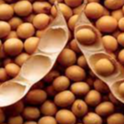 resources of Soybeans both GMO and Non GMO exporters