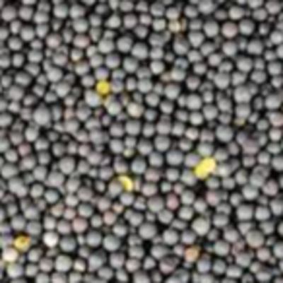 resources of CANOLA SEEDS exporters