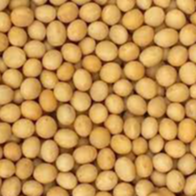 resources of Soybeans  non gmo exporters