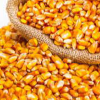 resources of Yellow corn non GMO exporters