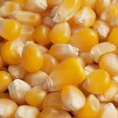 resources of Yellow corn GMO exporters