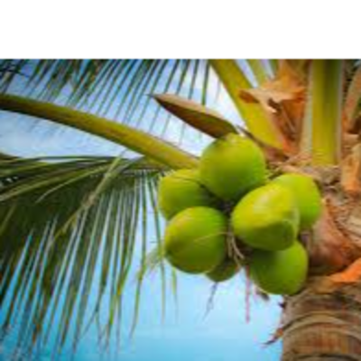 resources of Coconuts exporters