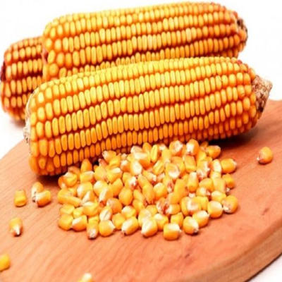 resources of Yellow Corn / Maize & White Corn / Maize for Human and Animal Feed at wholesale price exporters
