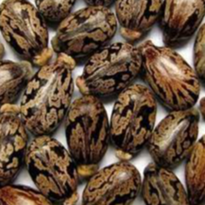 resources of CASTOR SEED exporters