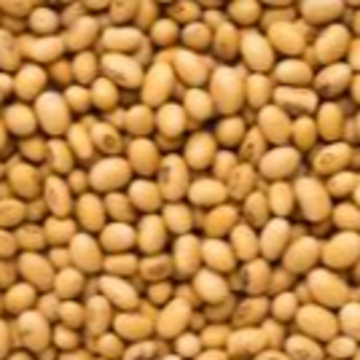 resources of Soy Bean exporters