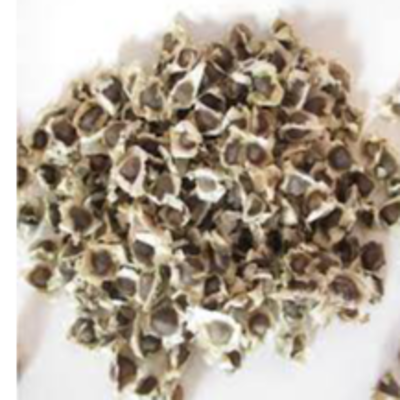 resources of Moringa Seeds exporters