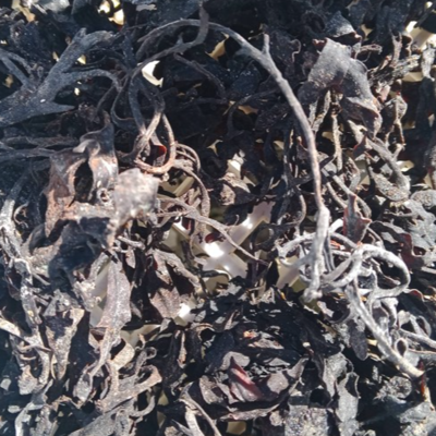 resources of Dried seaweed Ascophyllum nodosum exporters