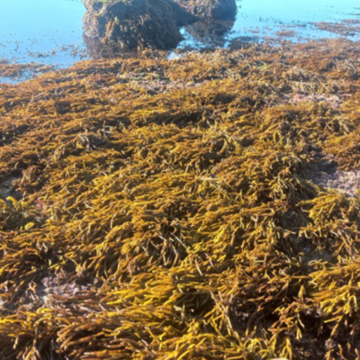 resources of Dried seaweed Bifurcaria bifurcata exporters